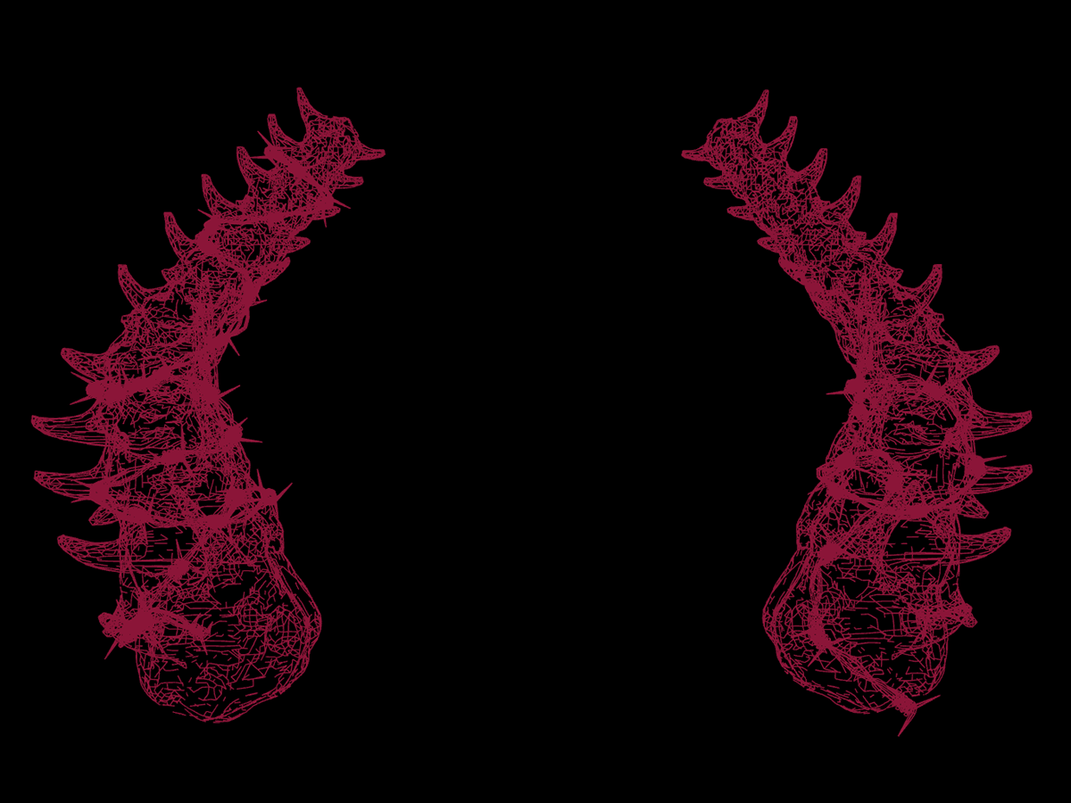Spinal Cord Horns